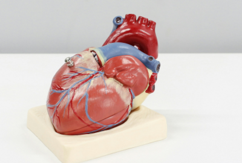 Hipertrofia ventriculara stanga: cauze, simptome, diagnostic si optiuni de tratament