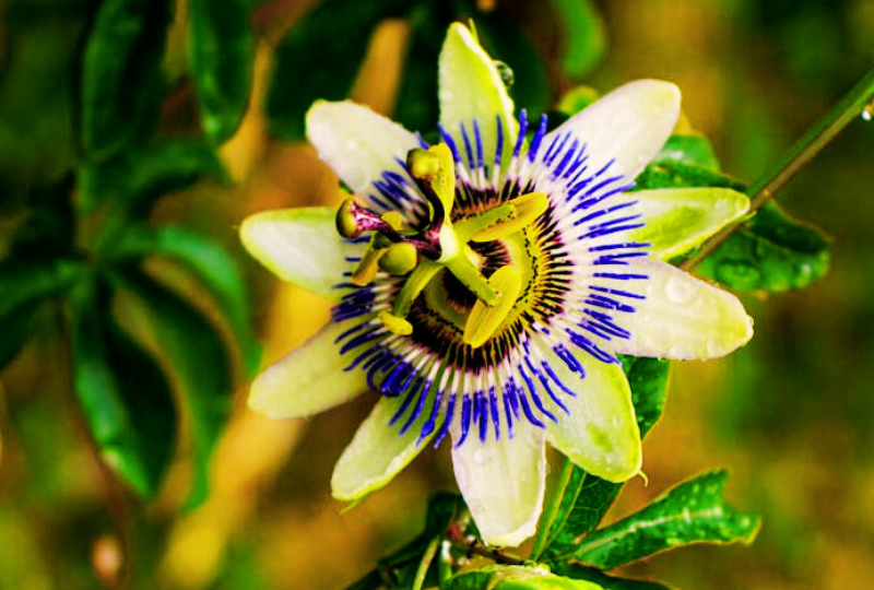 Floarea pasiunii, Passiflora: Beneficii si proprietati pentru sanatate