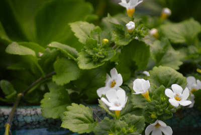 Bacopa Monnieri: o planta cu beneficii asupra memoriei, atentiei si stresului