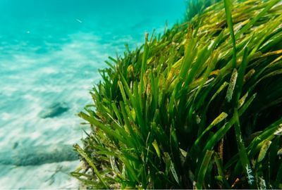 Algele marine: tipuri de alge, curiozitati despre alge, beneficii