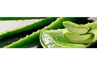 taller preferible Elegibilidad Aloe vera: proprietati si beneficii pentru sanatate