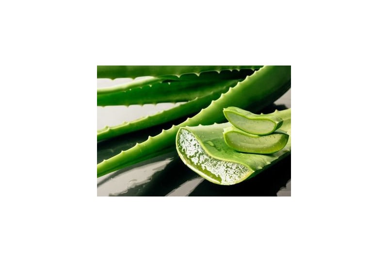 Aloe vera: proprietati si beneficii pentru sanatate