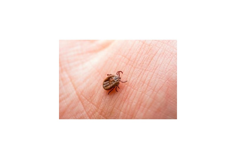 Boala Lyme - cauze, diagnostic si tratament