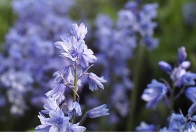Ceaiul de sunatoare: beneficii pentru organism, piele si ten