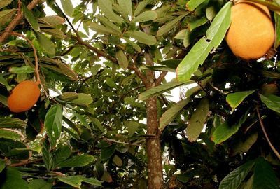 Cupuacu: ingredient exotic din Brazilia, descopera beneficiile pentru piele