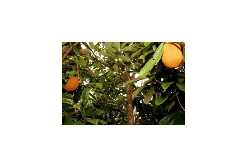 Cupuacu: ingredient exotic din Brazilia, descopera beneficiile pentru piele