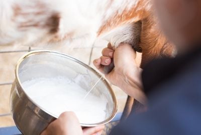 De ce sa folosesti cosmetice care au la baza lapte de capra