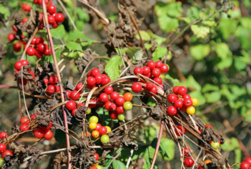 Untul pamantului (Dioscorea communis sau Tamus communis): beneficii, proprietati medicinale, utilizari