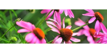 Echinacea: proprietati, beneficii si contraindicatii
