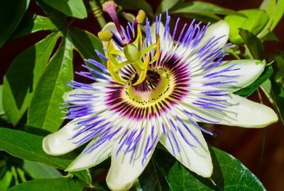 Floarea pasiunii, Passiflora: Beneficii si proprietati pentru sanatate