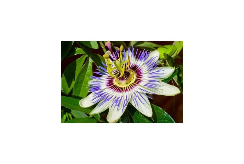 Floarea pasiunii, Passiflora: Beneficii si proprietati pentru sanatate