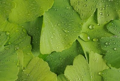 Ginkgo Biloba: proprietati, beneficii si contraindicatii