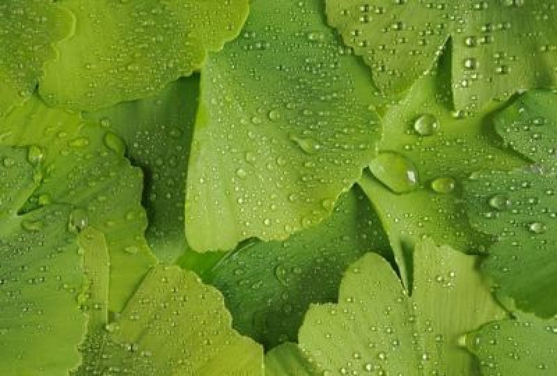 Ginkgo Biloba: proprietati, beneficii si contraindicatii