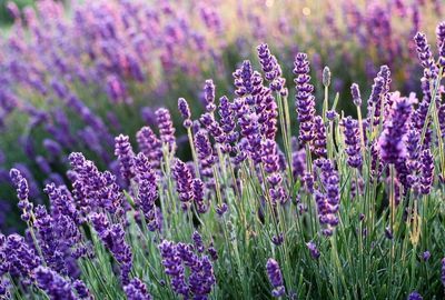Lavanda: mod de utilizare, beneficii, proprietati