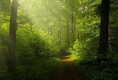 Natura - izvor de remedii naturale pentru barbati