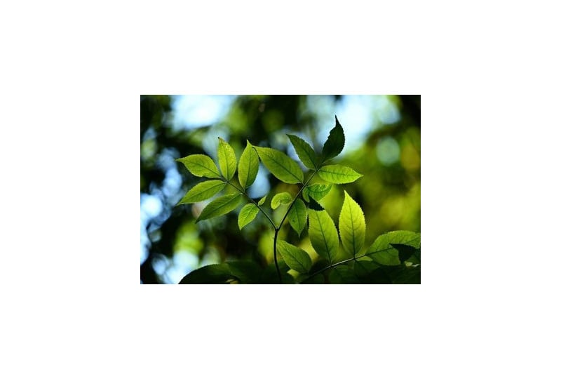 Naturalis: Pentru ca imunitatea vine de la natura