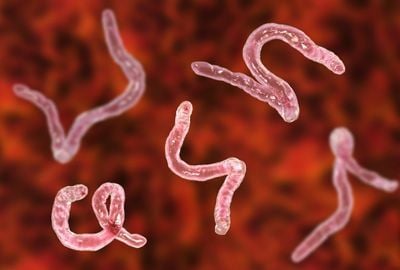 Parazitoza intestinala: cauze, simptome și tratamente