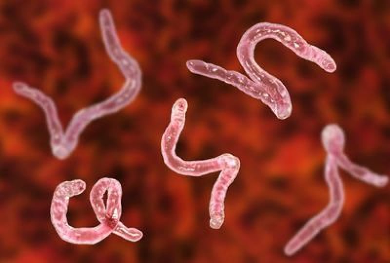 Parazitoza intestinala: cauze, simptome și tratamente
