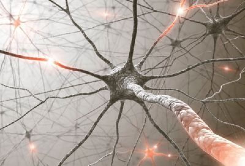 Sistemul nervos - mentinerea sanatatii optime