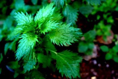 Urzica: Beneficii in cura de detoxifiere a organismului