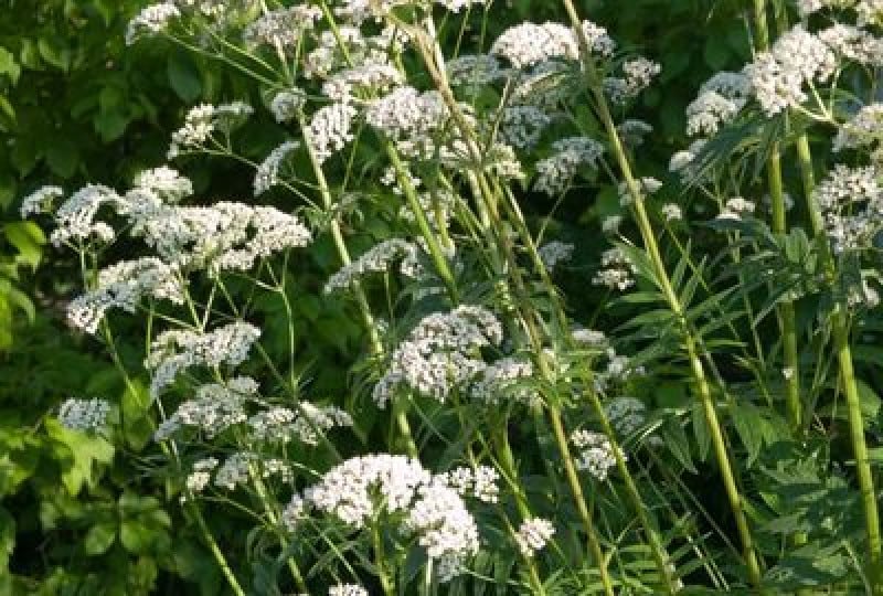 Valeriana - beneficii, proprietati si utilizare