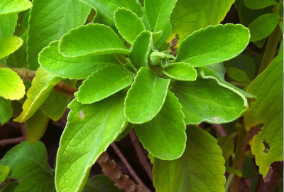 Frunzele de Boldo: o planta din America de Sud cu efecte coleretice, hepatoprotectoare si digestive