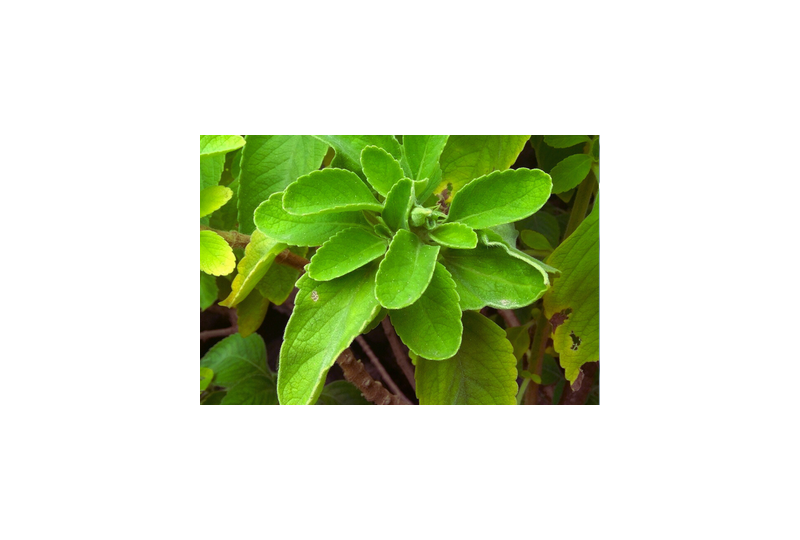 Frunzele de Boldo: o planta din America de Sud cu efecte coleretice, hepatoprotectoare si digestive