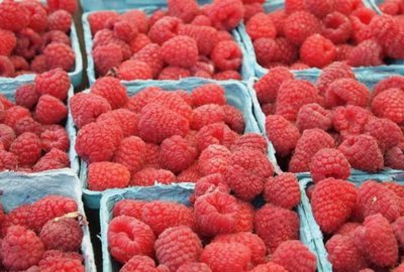 Zmeura si beneficiile sale pentru sanatate