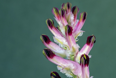 Fumarita: o planta care iti imbunatateste circulatia sangelui