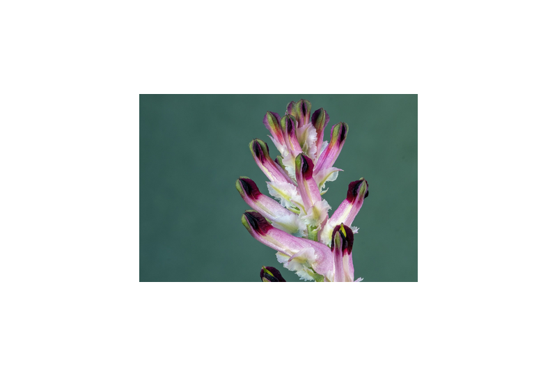 Fumarita: o planta care iti imbunatateste circulatia sangelui