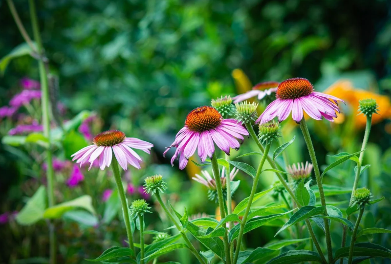 Echinacea: proprietati, beneficii si contraindicatii