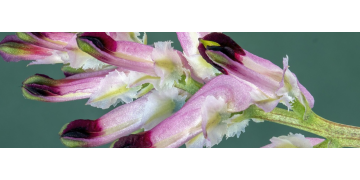 Fumarita: o planta care iti imbunatateste circulatia sangelui