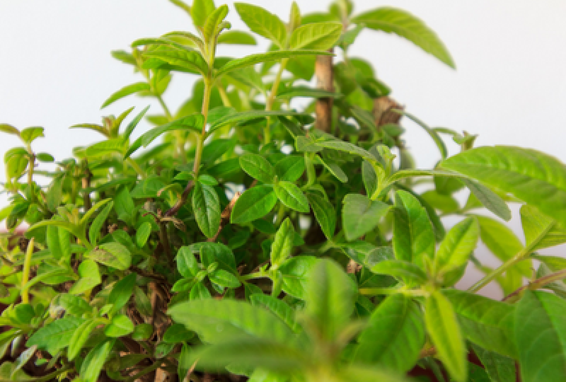 Aloysia citrodora: Cum recunosti planta, beneficii pentru organism, reguli de folosire