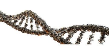 Boala Hartnup: O afectiune genetica rara care afecteaza absorbtia aminoacizilor