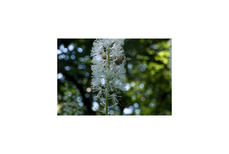 Cimicifuga racemosa: o planta care poate diminua simptomele menopauzei. Cum o recunosti