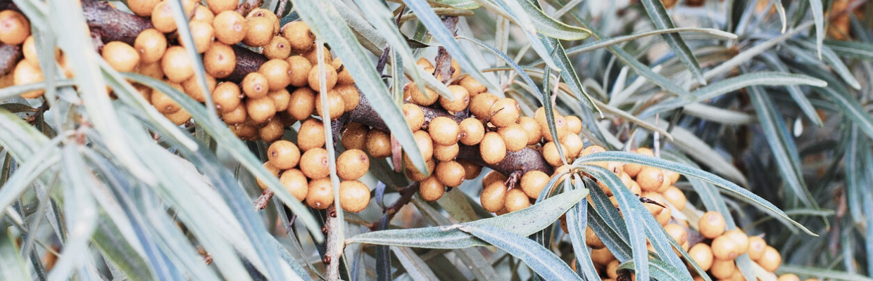 Catina alba, alimentul minune care stimuleaza imunitatea