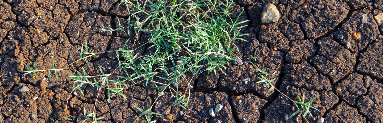 Planta Cynodon Dactylon: Cum o recunosti, o iarba cu efecte cicatrizante si antiseptice