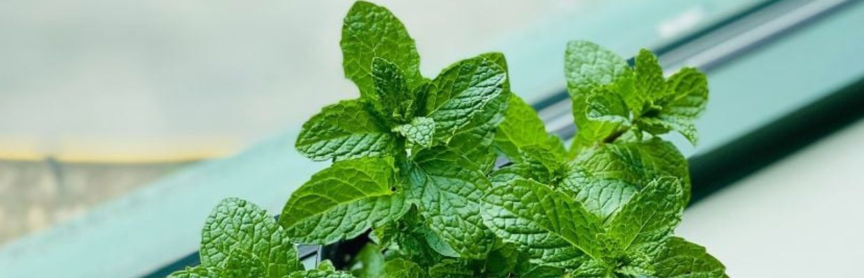Menta: planta medicinala cu proprietati digestive si efecte calmante pentru organism