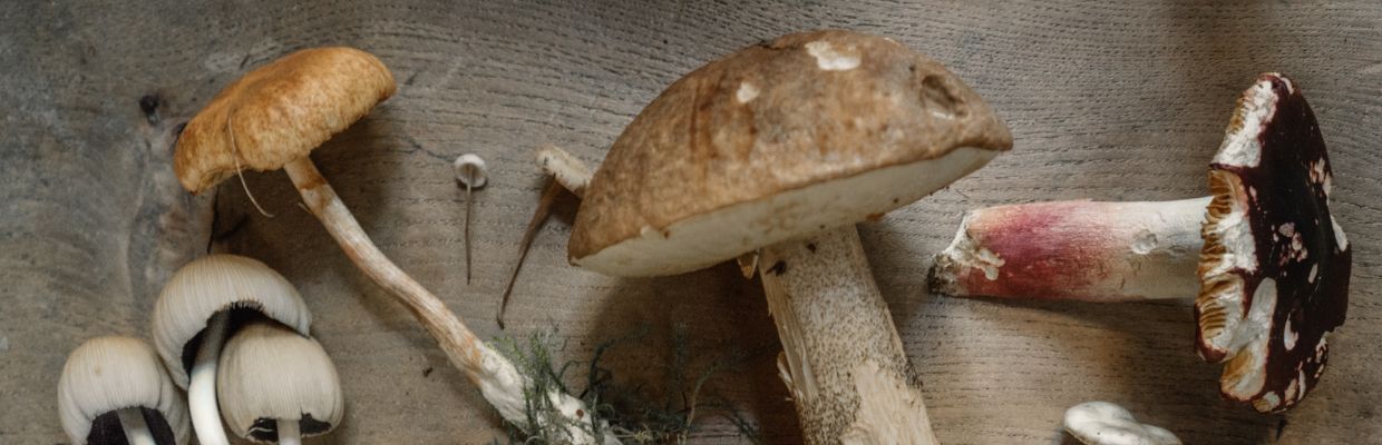 Tipuri de ciuperci si beneficiile acestora pentru sanatate