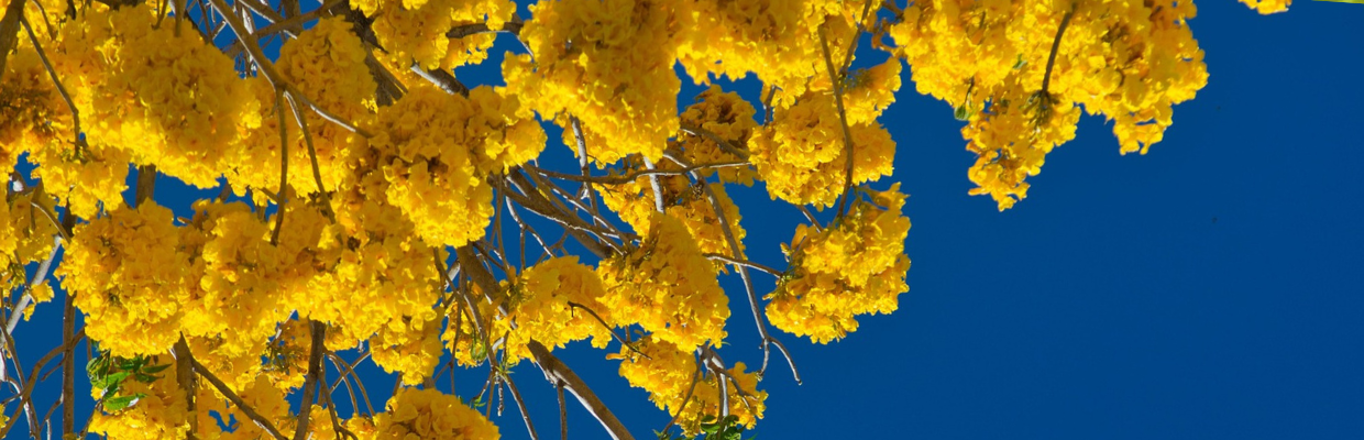 Extractul de Hamamelis: Cum il recunosti, beneficii pentru piele si ten