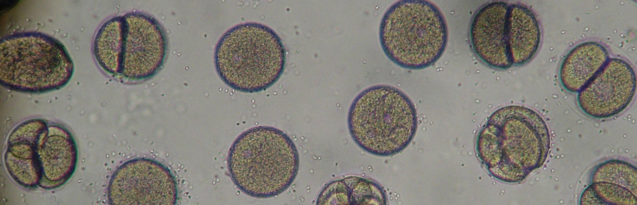 Proteina C Reactiva: Cum ajuta acest indicator, ce boli pot fi depistate cu proteina C