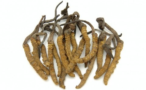 ciuperca_tibetana_dvr_pharm_large.jpg?v=