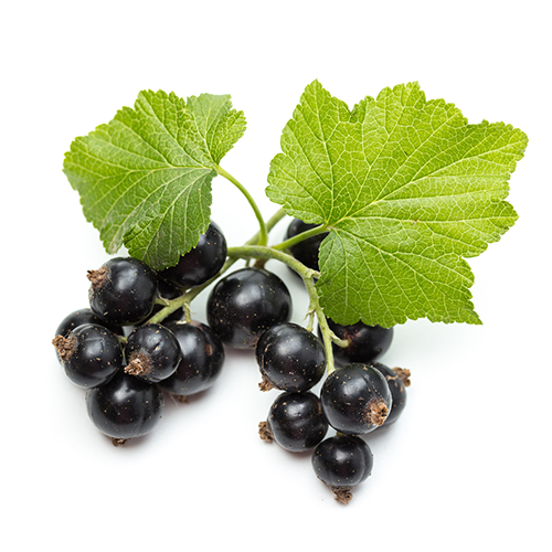 coacaze-negre.png
