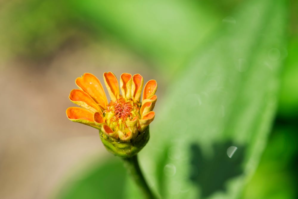 Floare de Goldenseal