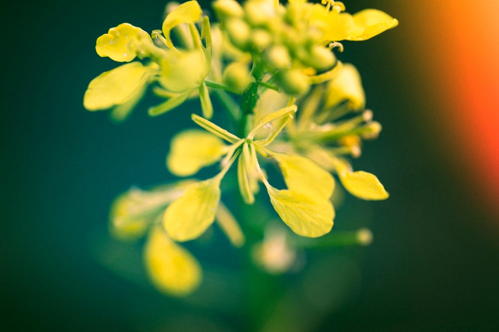 Frunze de GoldenSeal