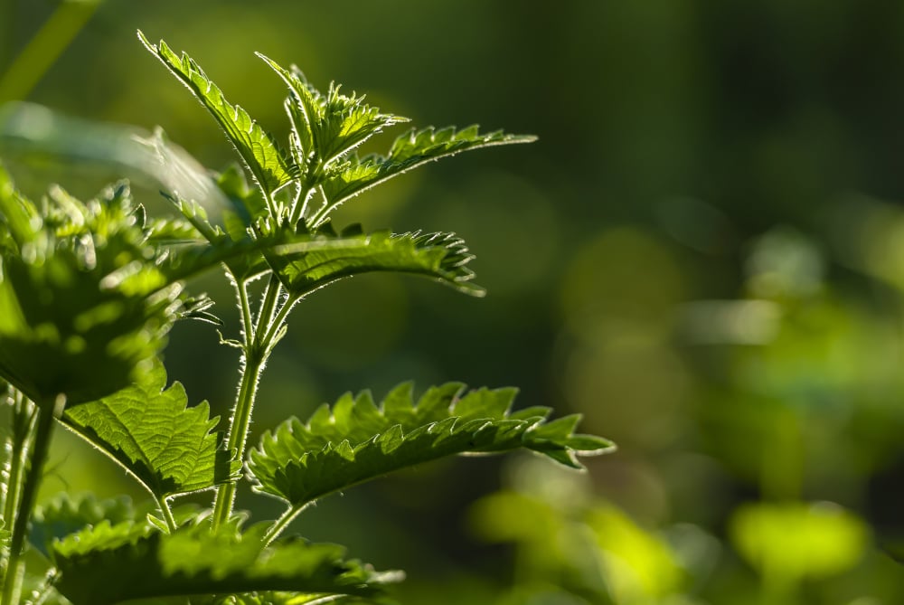 Plante medicinale de camp: remedii naturale la indemana