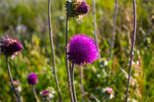 floare de anghinare