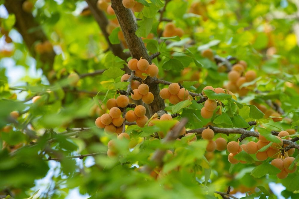 fructe_ginkgo
