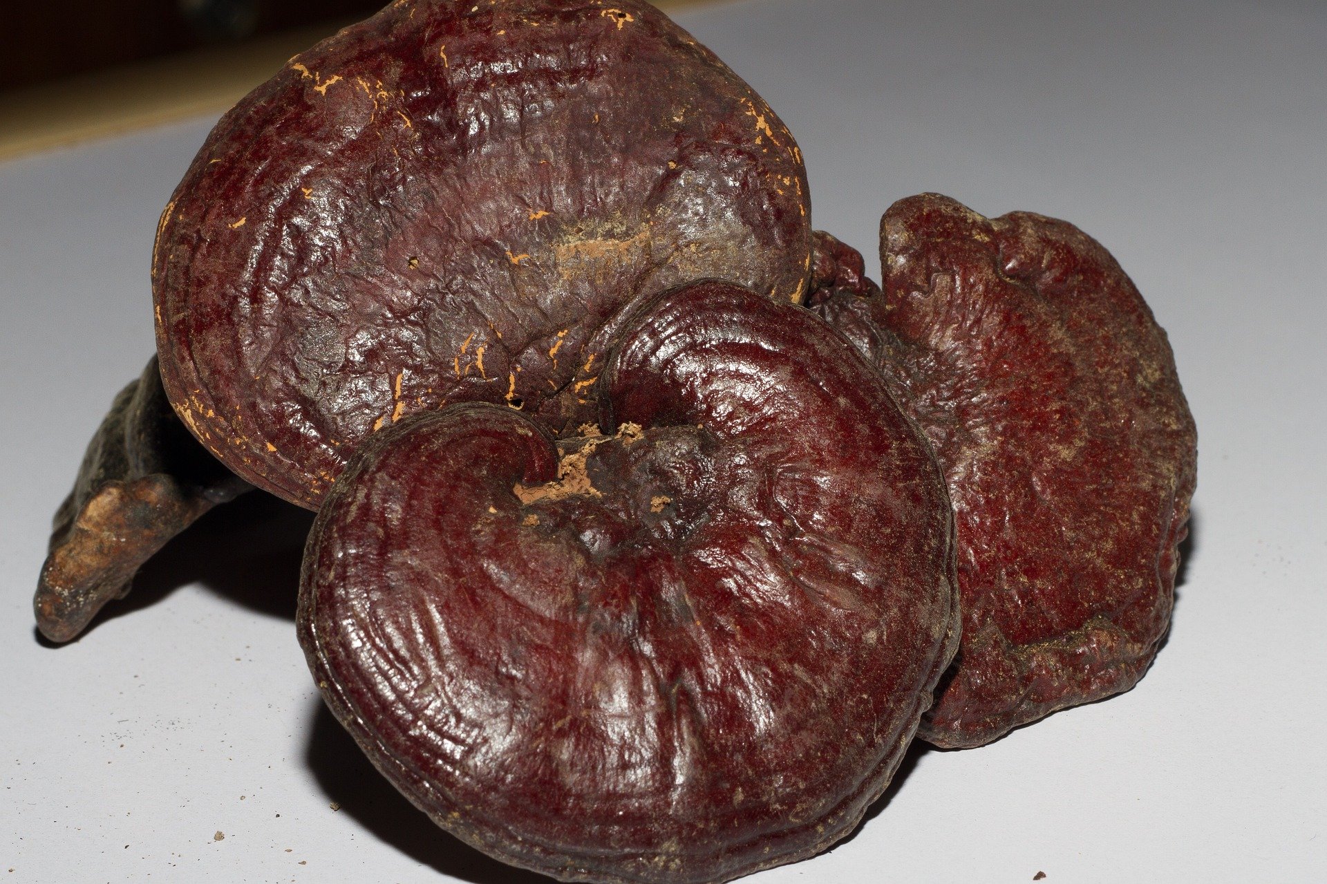 ciuperca-ganoderma