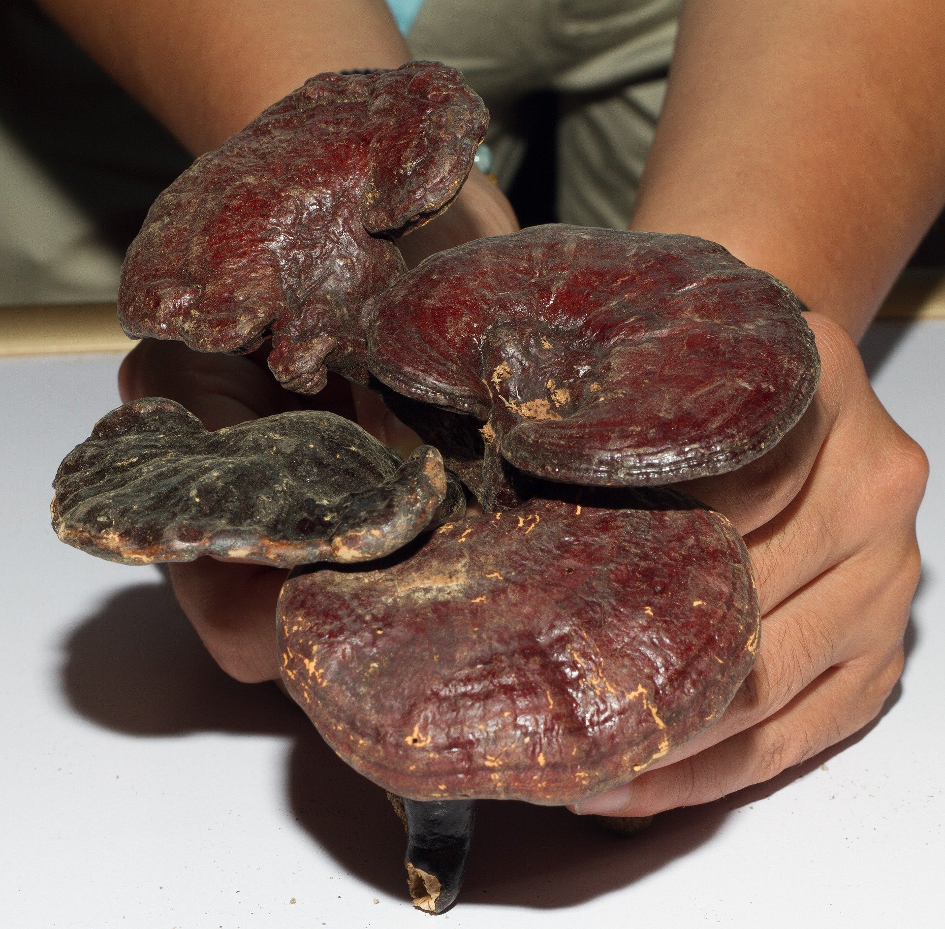 ciuperca-reishi-maro